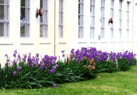 Irises bloom behind the old grade school building