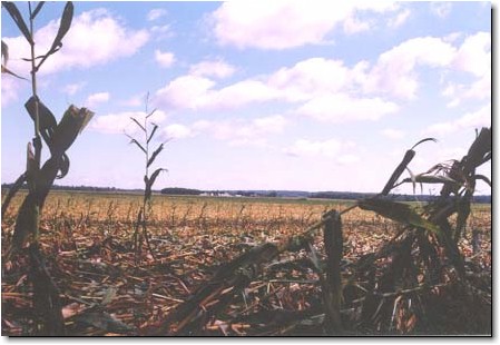 Cornfields west of Arenzville were flattened by a windstorm on Aug. 12, 1999.