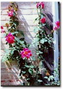 Roses on a brick wall